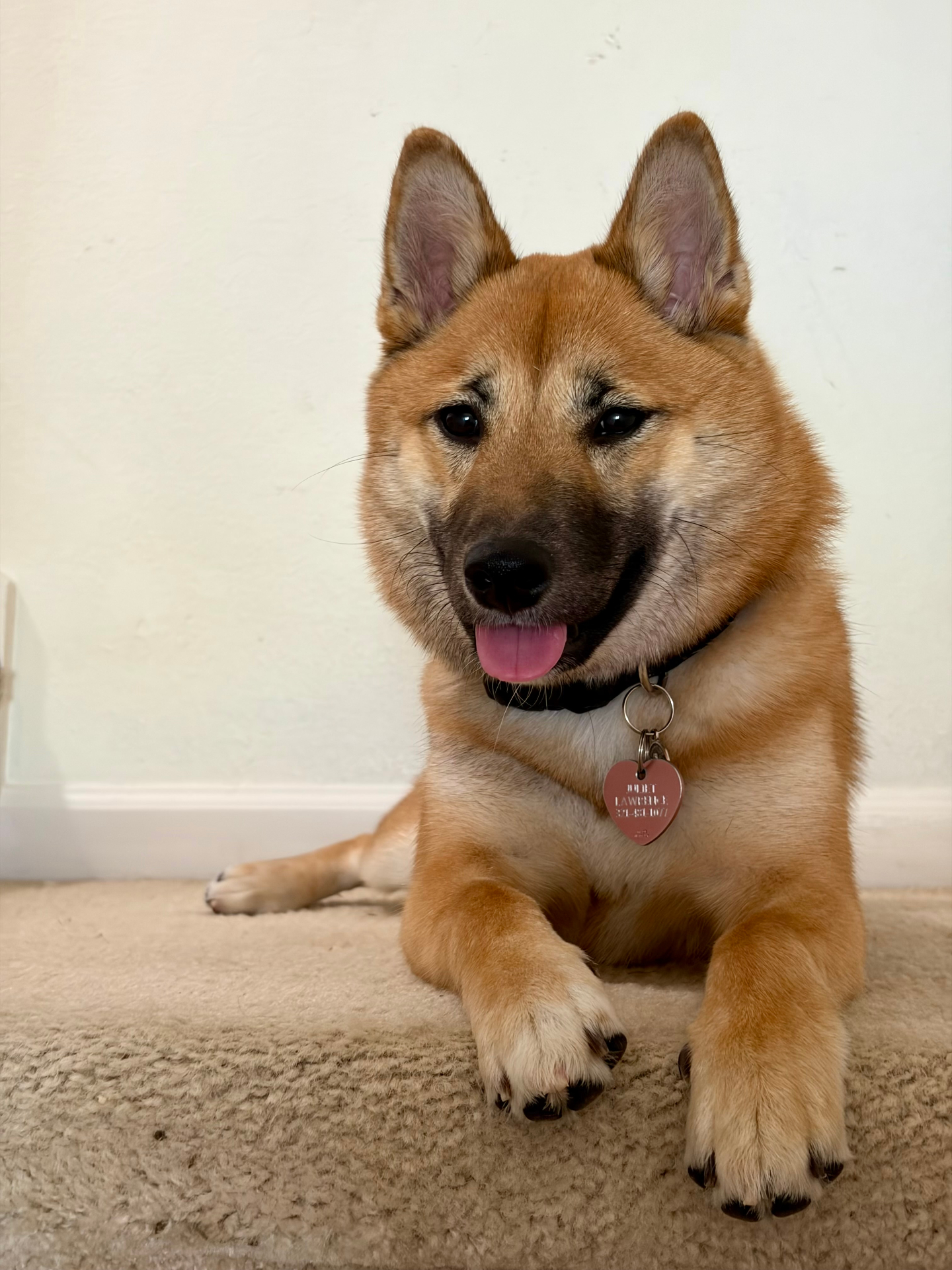 Juliet, the Shiba Inu quality control supervisor